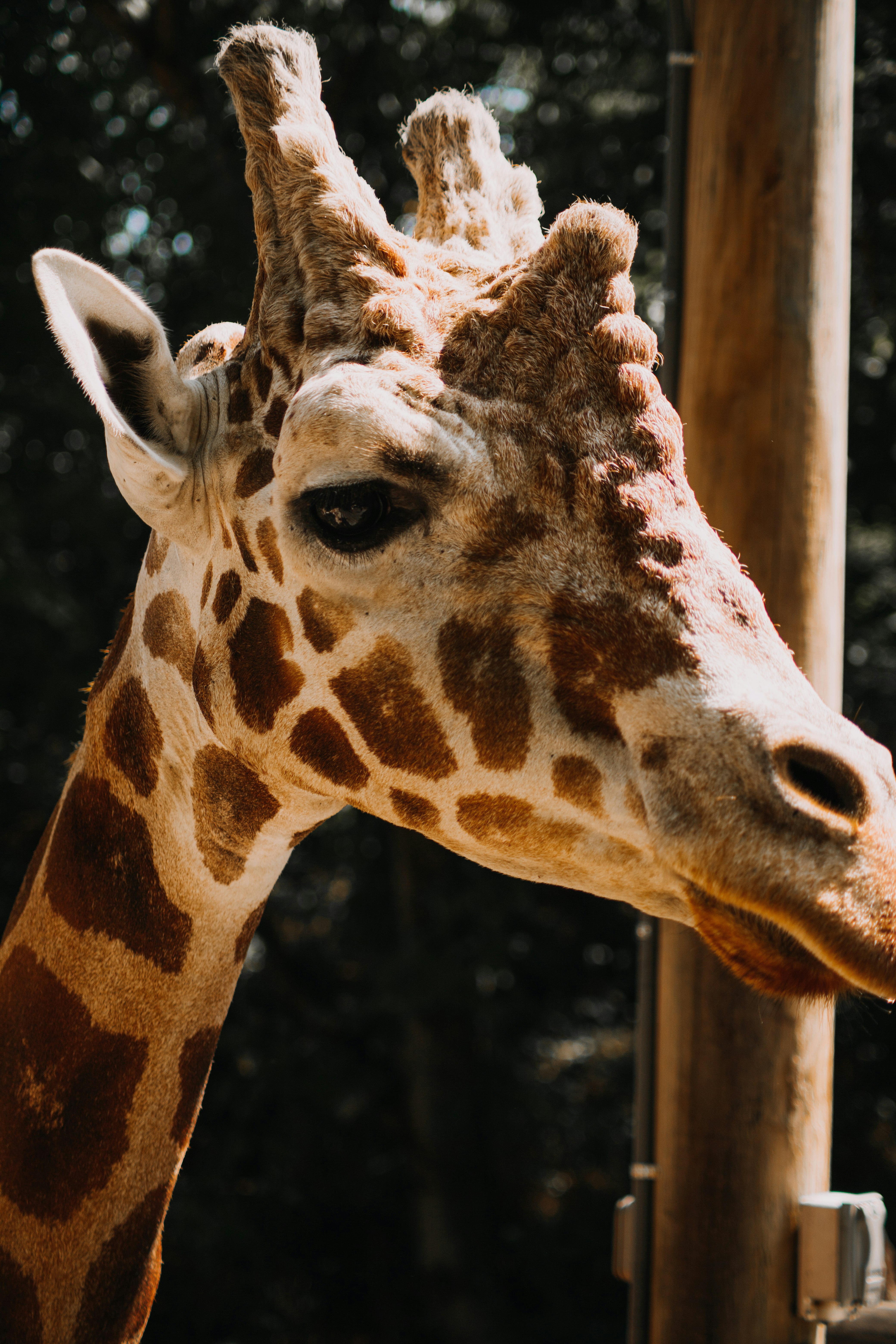 brown giraffe in close up photography